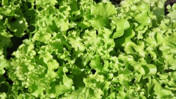 Leaf green lettuce plant cultivation ona organic farm — Stock Video