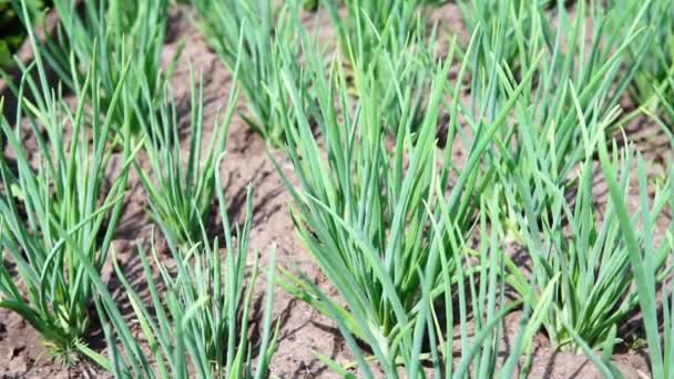 Cibule zblízka. Zelená cibule roste na záhonu v půdě. pěstování zeleniny na ekologické farmě — Stock video