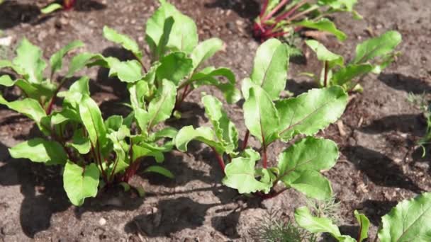지중해 요리에서 흔히 볼 수있는 신선 한 유기농 잎채소, 수확할 준비가 된 이탈리아 요리. — 비디오
