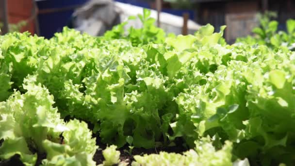 Zelených hlávkových rostlin nebo salátové zeleniny. Koncept zdravého stravování. Farmaření. Produkce potravin. — Stock video