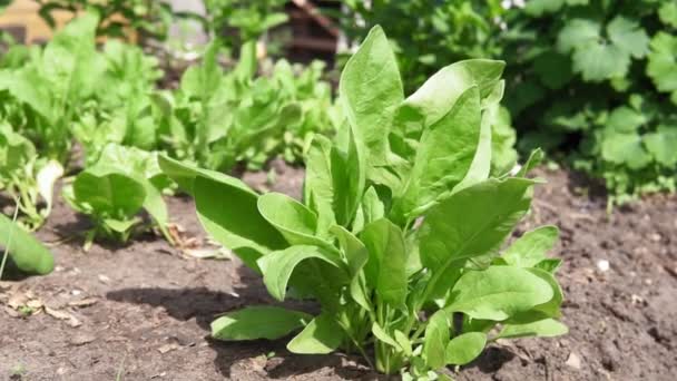 Szpinak rośnie w ogrodzie. Świeże naturalne liście szpinaku rosnące Bio spanach. — Wideo stockowe
