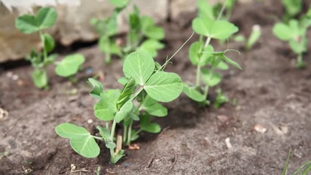 Agricultural field on which grows a small green pea sprout. Spring — Stok video