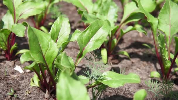 Vegetais verdes folhosos orgânicos frescos comuns na culinária mediterrânea, italianos, prontos para a colheita . — Vídeo de Stock