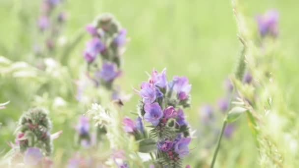 Ape impollina la pianta in estate fuoco selettivo — Video Stock