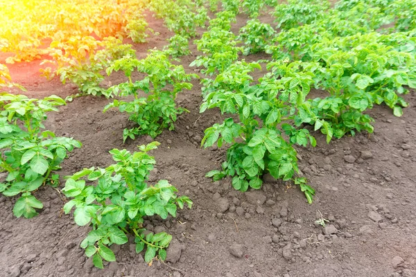 Aardappelplantageveld Biologische Boerderij Groente Telen Aardappelen Selectieve Focus — Stockfoto