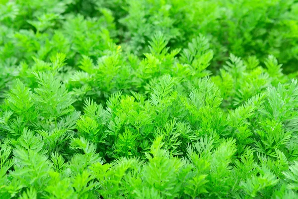 Les Jeunes Carottes Poussent Dans Les Champs Par Une Journée — Photo