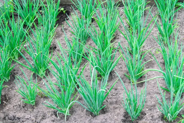 Green Onions Garden Vegetables Ground Ready Harvest Growing Vegetables Organic — Stock Photo, Image