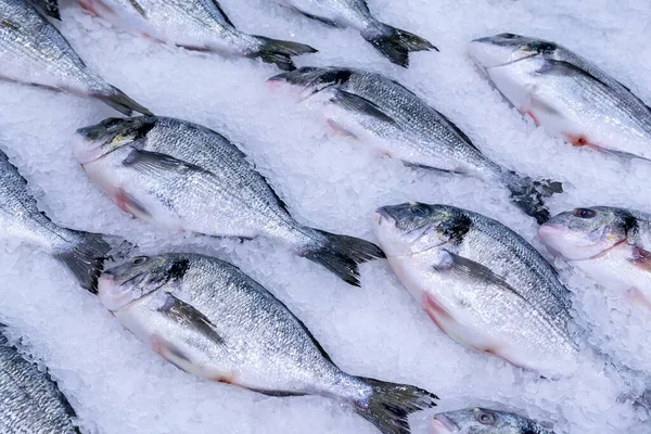 Dorado fish on ice. Raw delicious fresh fish on ice on market store shop.