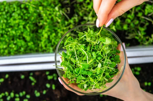 microgreen arugula mustard sprouts in women\'s hands raw sprouts, microgreens, healthy food concepts