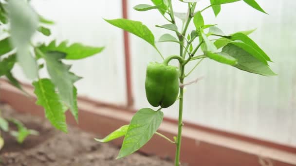 在温室里种植甜辣椒。农业胡椒作物 — 图库视频影像