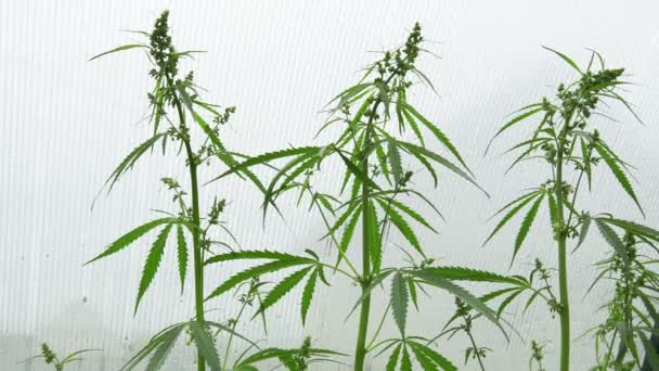 Marihuana kommerzieller Anbau, Gewächshaus, Ausrüstung für den Cannabisanbau. — Stockvideo
