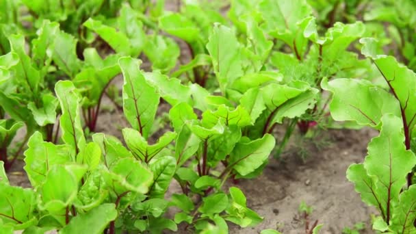 Blad van rode biet. Biologisch groen rood jong beat bladeren. bietenplant groeit op de bodem achtergrond. groeiende planten op een biologische boerderij — Stockvideo