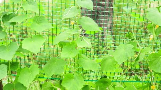 Uborka levelek, virágzó organikus zöldségek termesztése a kertben. Mezőgazdasági gazdaság — Stock videók