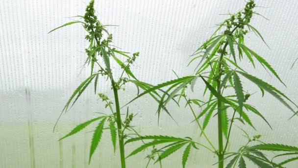 Cânepă cu efect de seră. Cannabis sativa a crescut industrial pentru producția de cânepă pentru produse derivate, cum ar fi uleiul CBD. focalizare selectivă — Videoclip de stoc