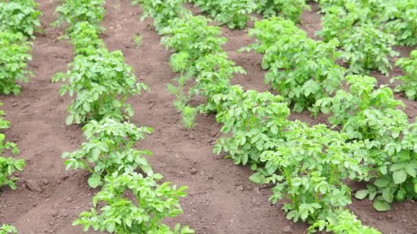 Aardappelplant die op de grond groeit. Aardappels struik in de tuin. — Stockvideo