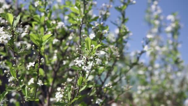 Flores brancas árvores de maçã na árvore florescendo — Vídeo de Stock