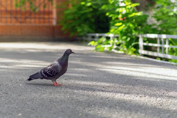Pigeon Gray Beautiful Feral Pigeon Blurry Summer Background Space Text — Stock Photo, Image