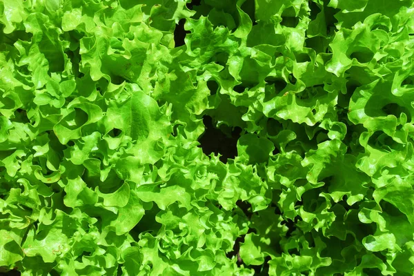 Feuilles Laitue Verte Sur Les Lits Jardin Dans Champ Légumes — Photo