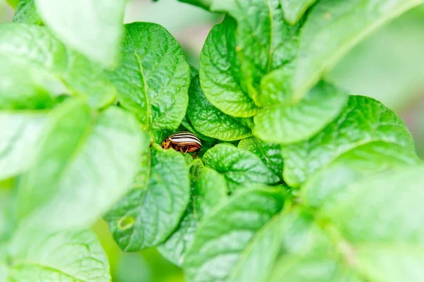 Doryphore Pomme Terre Trouve Sur Les Feuilles Des Pommes Terre — Photo