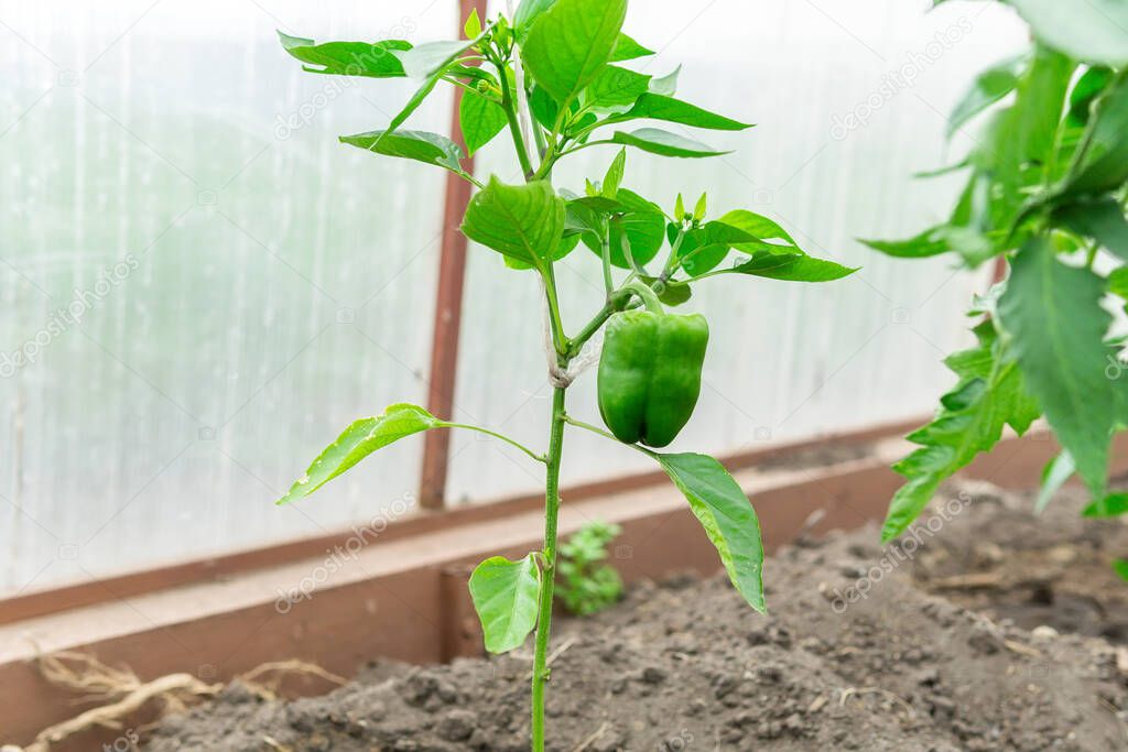 Green bell pepper hanging on a Bush in a greenhouse. growing organic vegetables