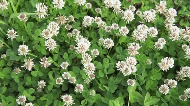 Campo de trébol blanco flor floreciente. Textura de fondo de trébol verde . — Vídeo de stock