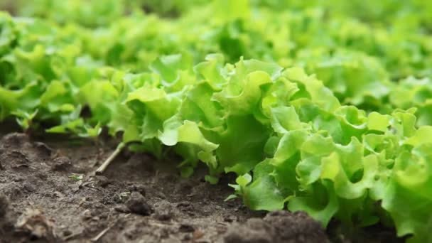 Hoja fresca de lechuga verde cultivo de plantas ona granja ecológica — Vídeos de Stock