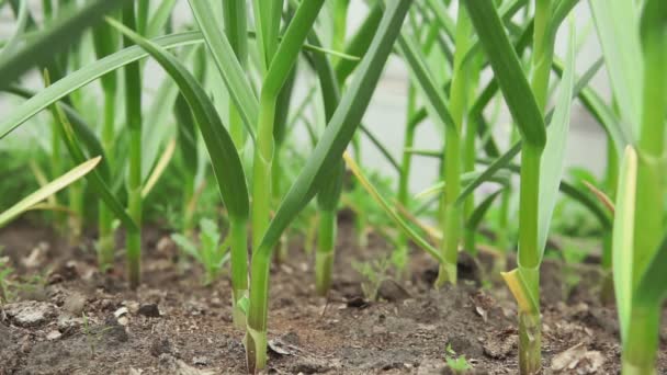 Zelený česnek opouští zblízka. zdravé zelené listy česneku. pěstování koření, ekologická farma — Stock video