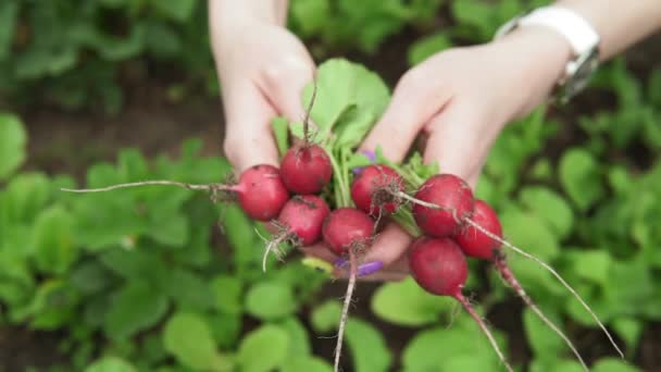 Ραπανάκια στο χέρι των γεωργών που καλλιεργούν λαχανικά σε βιολογική εκμετάλλευση — Αρχείο Βίντεο