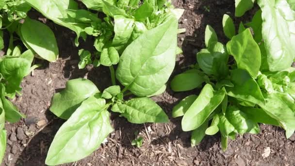 Spinazie groeit in de tuin. Verse natuurlijke bladeren van spinazie groeiende Bio spanach. — Stockvideo