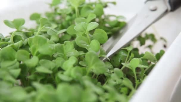 Pěstování salátu, rukoly, hořčice pro zdravý salát. Čerstvý mix salátu microgreens — Stock video