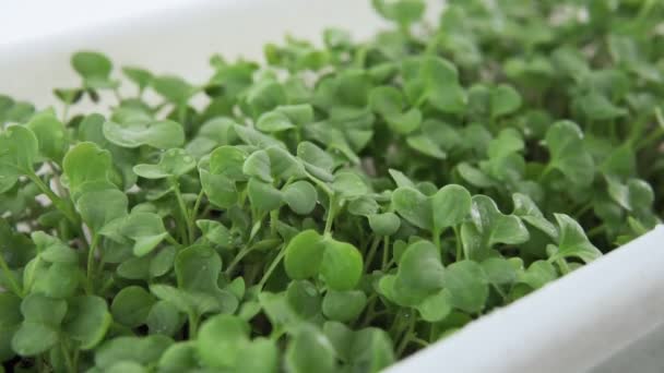 Výhonky mikrozeleně. Zelené sazenice, mladé rostliny a kotyledony. Fotka jídla. rostoucí zdravé stravy doma — Stock video