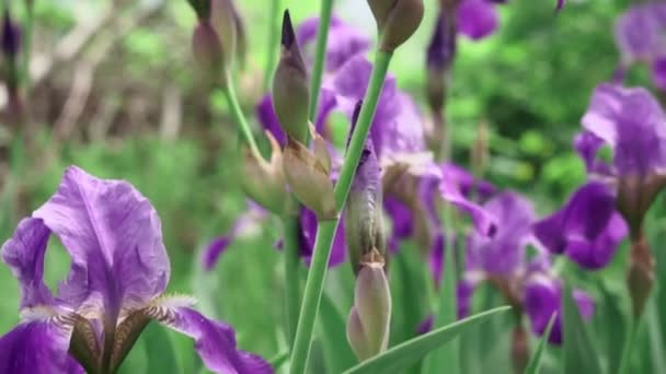 Paarse iris bloemen op een natuurlijke groene achtergrond in het voorjaar, selectieve focus — Stockvideo