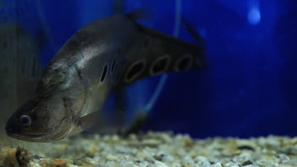 Fischmesser-Guckloch schwimmt mit anderen Fischen in einem sauberen Aquarium — Stockvideo
