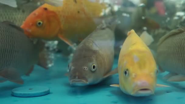 Akvaryumda hareket eden renkli koi sazan balığı seçici odak noktasını kapat — Stok video