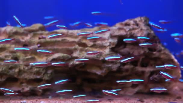 Pequeno peixe de néon em um aquário na água. foco seletivo. a câmera estática — Vídeo de Stock