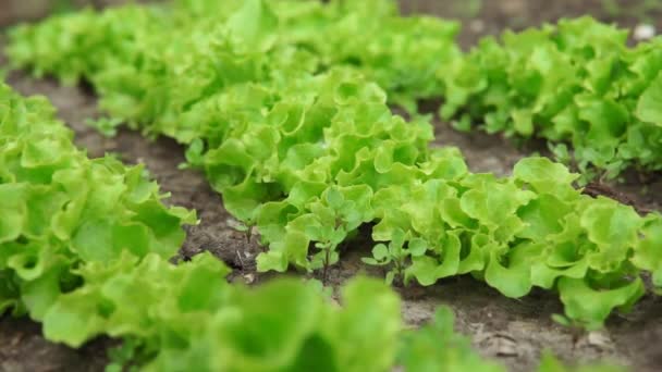Plantas de alface verde ou cultivo de salada vegetal. Conceito de alimentação saudável. Agricultura. Produção alimentar . — Vídeo de Stock