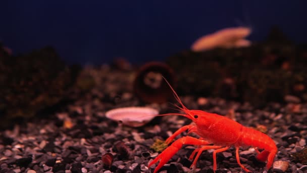 Тварина красивого червоного кольору в прісноводних омарах. в акваріумі. вибірковий фокус — стокове відео