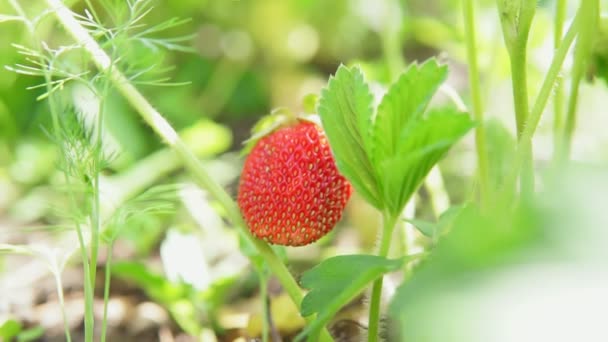 과일 농장의 딸기밭 입니다. 딸기 재배 농장에서 갓 익은 유기농 딸기를 따는 모습. — 비디오