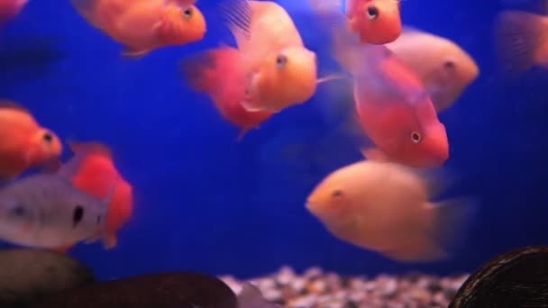Goldfische im Aquarium auf blauem Hintergrund, selektiver Fokus — Stockvideo