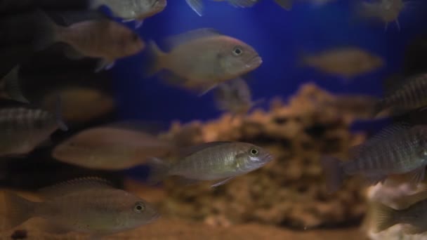 Süslü balıklarla dolu, Afrika çikletleri. Cichlidae familyasından bir Afrika cichlids türü. Akvaryumdaki seçici odak — Stok video