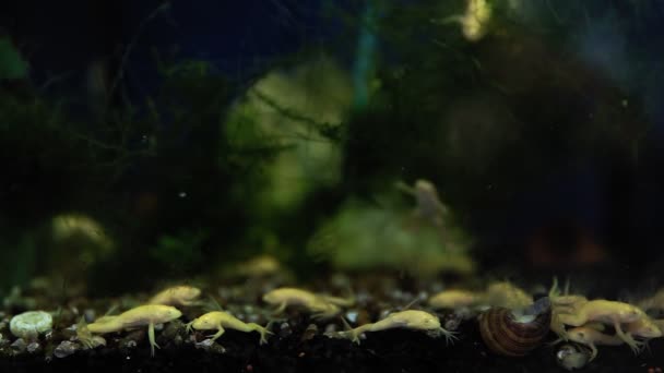 Weißer Zaire-Zwergkrallenfrosch Hymenochirus boettgeri beliebt für die Haltung im Aquarium. Selektiver Fokus — Stockvideo