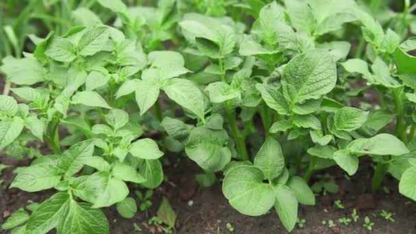 Kartoffelpflanze wächst auf dem Boden. Kartoffelstrauch im Garten.Gesunde junge Kartoffelpflanze im Biobauernhof — Stockvideo