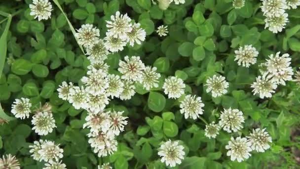 Beyaz yonca Trifolium tövbe etti. Yazın güneşli parkta yeşil çimenler — Stok video