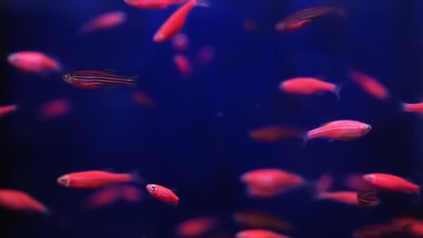 Kleine rote Fische schwimmen selektiv im Aquarium — Stockvideo