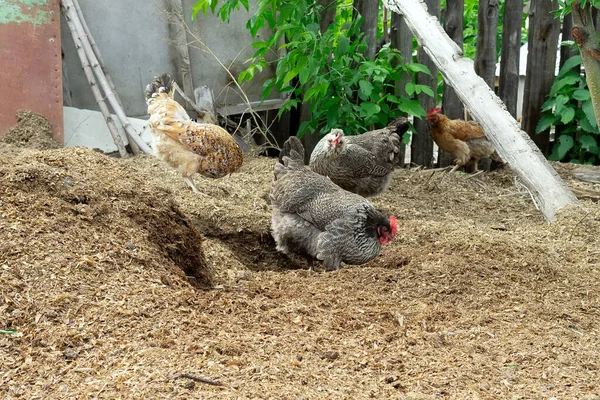 在有机农场吃鸡肉 在草地上吃草 有机耕作 — 图库照片