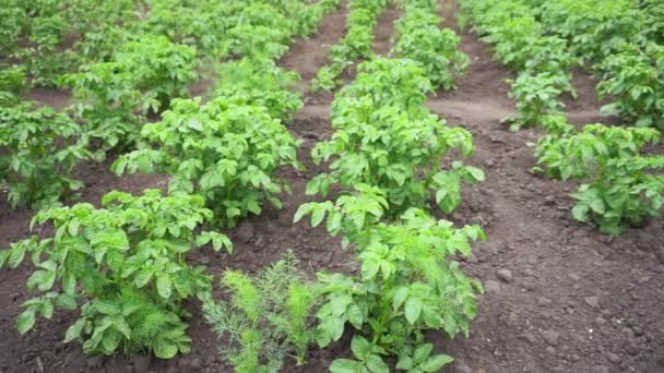 Φυτείες πατάτας αναπτύσσονται στο χωράφι. γεωργία. καλλιέργεια λαχανικών, επιλεκτική εστίαση, γεωργική εκμετάλλευση — Αρχείο Βίντεο