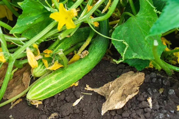 Jonge Komkommerplanten Met Gele Bloemen Biologische Bloemen Groene Bladeren — Stockfoto