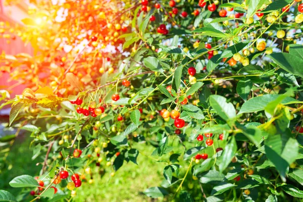Ağaçta Kiraz Yüksek Vitamin Antioksidan Meyveler Ağaçta Taze Organik — Stok fotoğraf