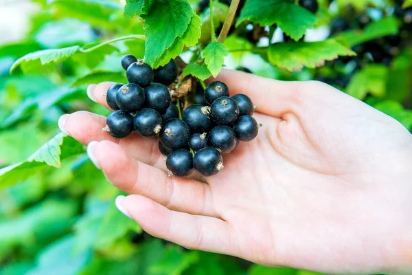 Black currant on a Bush branch after rain in the garden, black currant crop on a branch. Concept of agrarian industry.