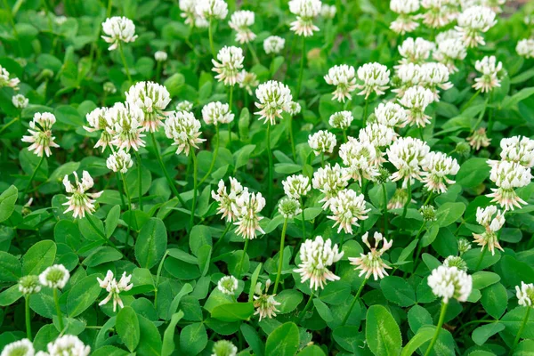 Trifoglio Bianco Trifolium Repens Erba Verde Nel Parco Soleggiato Estate — Foto Stock